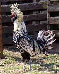 Polish Back Yard Chickens Beautiful Chickens Rare Chicken Breeds Chickens Backyard