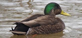 Duck Noises Free Sound Effects Animal Sounds