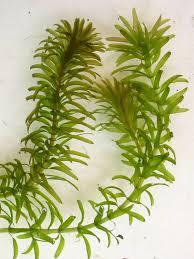 Image result for Egeria densa