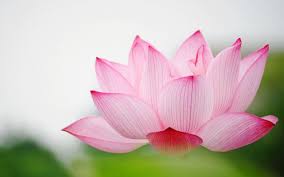 Lotus Flower Wallpapers Lotus Flower Wallpaper Flower Wallpaper Lily Flower