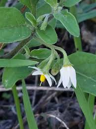 Image result for Solanum chenopodioides