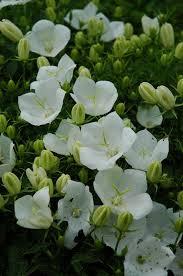 Pin On Gardening Ideas