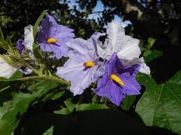 Image result for Solanum wrightii