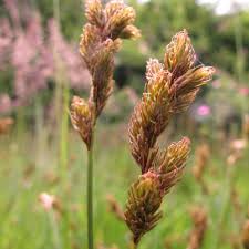 Image result for Carex leptosaccus