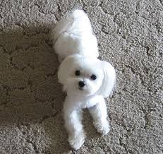 Pin On Maltipoo Hair Cuts