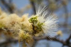 Image result for Albizia anthelmintica