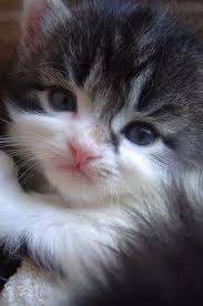 Black And White Cat With Pink Nose Baby Kitten Calico White Face Chest Pink Nose I Just Want To Kiss Her Little Face Kittens Cutest Cute Cats Pretty Cats