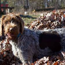 The german wirehaired pointer is a medium to large hunting dog developed in the 19 th century from a mixture of four different griffon and pointer breeds. Bingham Kennels Dog Breeder In Snow Camp