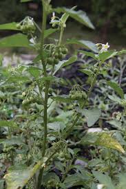 Image result for Solanum richardii