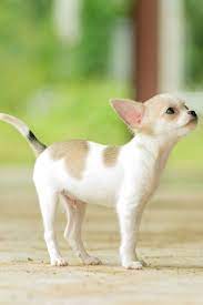 A teacup chihuahua is the world's smallest dog breed. Teacup Chihuahua Pros And Cons Of The World S Tiniest Dogs