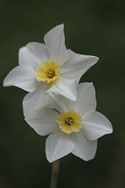 Narcissus Lieke Jonquilla Daffodil Bulbs Daffodil Bulbs Bulb Flowers Narcissus Flower