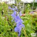 Buy Veronica 'Shirley Blue' (Speedwell) in the UK