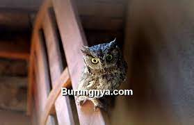 Check spelling or type a new query. Mitos Burung Hantu Pembawa Sial Menurut Islam Burungnya Com