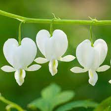 Lamprocapnos Spectabilis Alba Bleeding Heart Syn Dicentra Spectabilis Alba Bleeding Heart Bleeding Heart Flower Love Flowers