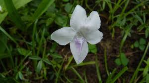 Image result for Asystasia guttata