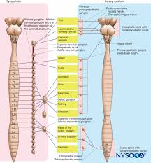 Spine Nerve Diagram Wiring Diagrams
