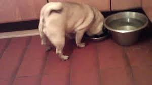 Your pug can still enjoy a. Food For Pugs Youtube