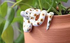 Realistic clay snake plant pot designs wanted