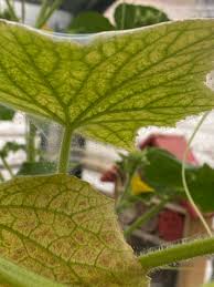 Image result for spider mites on cucumbers