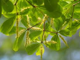 Image result for Terminalia gazensis