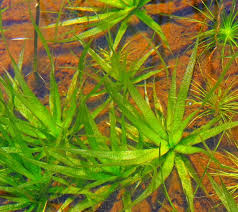 Image result for Blyxa aubertii