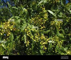 Image result for Searsia leptodictya