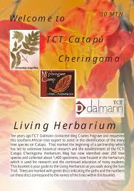 Image result for Xylia torreana