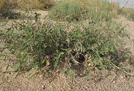 Image result for Tephrosia meisneri