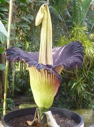 Titanenwurz Botanischen Garten In Kiel Plants Flowers Garden