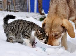 Sanatin Sakli Sirlari Onlarda Bir Can Sokaktaki Can Lara Sahip Cikalim Kedi Hayvan Kopek
