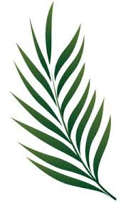 Maybe you would like to learn more about one of these? Palm Tree Leaves Drawing Easy Novocom Top