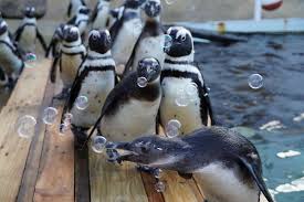 2020 beherbergte die anlage etwa 2150 tiere in 181 arten. Erlebnis Zoo Hannover Bereitet Sich Auf Verlangerten Shutdown Vor
