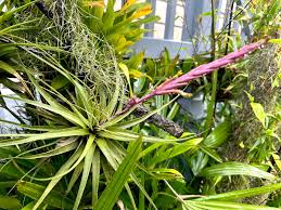 Image result for Anthospermum ammannioides