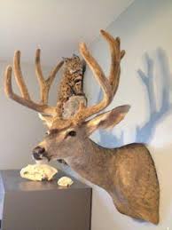 See full list on gohunt.com Az Archery Buck Mount Mule Deer Hunting Coueswhitetail Com Discussion Forum