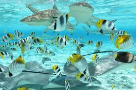 Bora Bora Snorkelling Off Road Experience Civitatis Com
