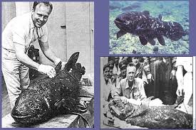 Image result for Coelachne africana