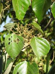 Image result for Macaranga mellifera