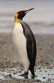Pin On Birds
