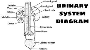 Check spelling or type a new query. Urinary System Diagram Diagram Of Urinary System How To Draw Urinary System Diagram Science Diagram Youtube