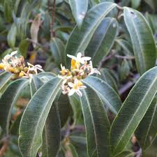 Image result for Landolphia ligustrifolia
