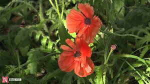 Spent flowers can be cut back to the ground after they have finished blooming. Green And Growing Tip Poppies Youtube