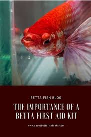 The Importance Of A Betta First Aid Kit About Betta Fish Tanks Betta Fish Tank Betta Fish Betta