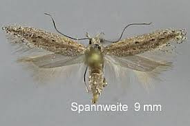 Image result for Scrobipalpula diffluella