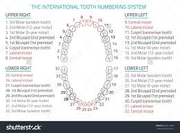 Numbered Teeth Diagram Labeled Wiring Explained Well