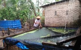 Dampak Air Hujan Bagi Ikan Lele Dan Cara Mengatasinya Kampustani Com