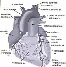 Il cateterismo cardiaco e l'angiografia coronarica sono metodi minimamente invasivi per esaminare il cuore e i vasi sanguigni che irrorano il cuore (arterie coronarie) senza ricorrere alla chirurgia. Soffio Al Cuore Cause Sintomi E Cure Biopills