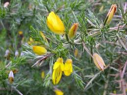 Image result for Ulex