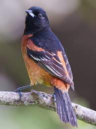 Maybe you would like to learn more about one of these? Orchard Oriole Wikipedia