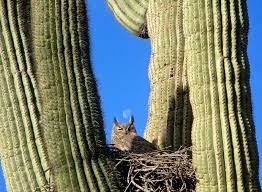 Birds use the saguaro cactus body to carve out holes for nesting. Great Horned Owl Nesting In A Saguaro Cactus Near Phoenix Arizona Ecotourism Adventure Owl Nesting