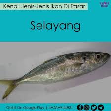Maybe you would like to learn more about one of these? Jom Kenali Jenis Jenis Ikan Di Pasar Food Viral Malaysia Facebook